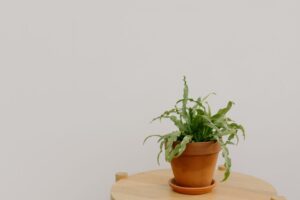 I corsi di self-therapy possono avere l’effetto di anni di terapia? L’esperienza di Nika